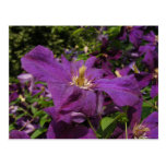 Clematis-Blumen ~ Postkarte
