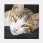Cleo Katzen-Magnet Magnete