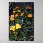 Clivia Miniata (Kafir-Lilie) rosa Blumen Posterdrucke