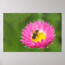 Closup der Schwebeflug-Fliege auf kleiner rosa Ast Posterdruck