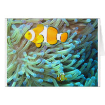 Clown-Fische Grußkarten