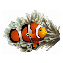 Clown-Fische Postkarte
