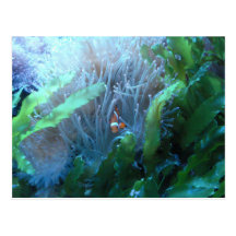 Clown-Fische Postkarten