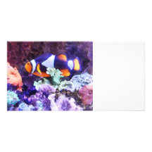 Clownfish und Koralle Fotogrußkarten