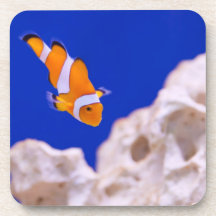 Clownfish Untersetzer