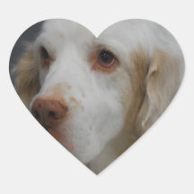 Clumber Spaniel-Hundeaufkleber