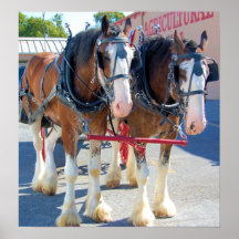 Clydesdale Pferde Plakate