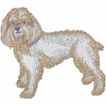 Cockapoo