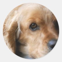 Cocker spaniel-Aufkleber