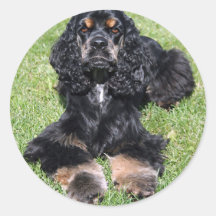 Cocker spaniel-Foto Sticker