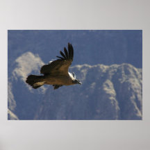 Colca Schlucht-Kondor Plakatdruck
