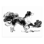 Colie Hund Postkarte