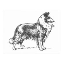 Collie-Hund Postkarte