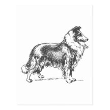 Collie-Hund Postkarten