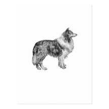 Collie Postkarte