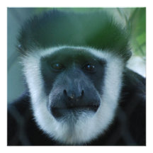 Colobus-Affe-Einladungen