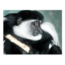 Colobus Ricci Postkarte
