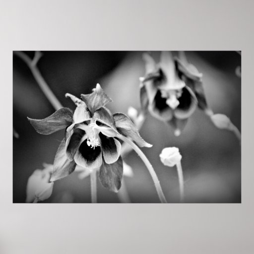 Colombine Schwarzweiss-Plakat