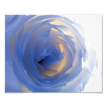 Colorful rose Photograph