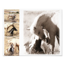 Colts ist Colts - Mustang-Collage Kunstfoto
