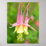 Columbine-Blume im Profil Plakatdruck