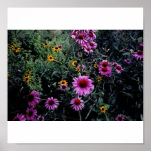 Coneflowers u. Schwarz-Äugiges Susans_1a Poster
