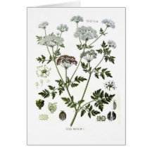 Conium maculatum (Schierling) Grußkarte
