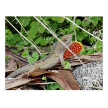 Coole Eidechse Anole Postkarten