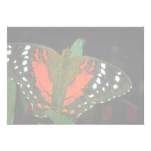 Coolieschmetterling, Anartia amathea, Südamerika Personalisierte Einladung