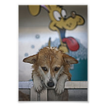 Corgi-Wäsche Photo Drucke