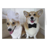 Corgis gekleidet herauf als Braut und Bräutigam Karte
