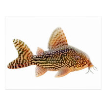 Corydoras Sterbai Postkarte