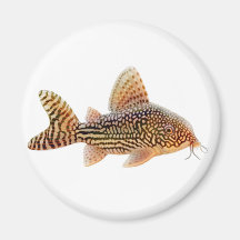 Corydoras Sterbai Wels-Magnet Magnets