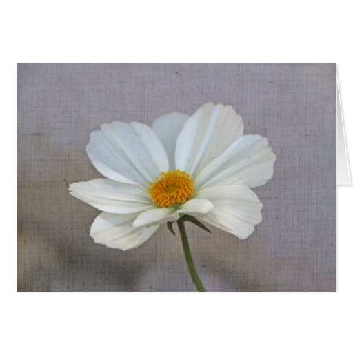 Cosmea Grußkarte