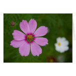 Cosmea Grußkarten