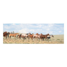 Cowgirl-Ansammlungs-Pferde Fotografischer Druck