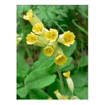 cowslip Blumenpostkarte