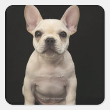 Cremefarbener Welpe der französischen Bulldogge Sticker