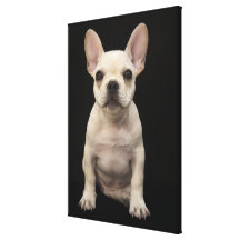 Cremefarbener Welpe der französischen Bulldogge Galerie Falt Leinwand