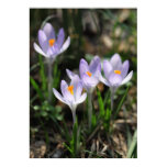 Crocuses Posters poster