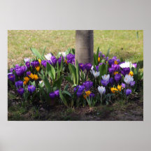 Crocusse Poster