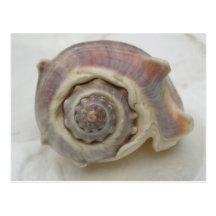 Crown Seashell Königs Postkarte