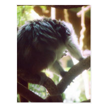 Cute Little Monkey Photo Postcards