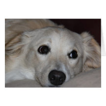 Cute Puppy Sweet Eyes, blank note cards