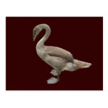 Cygnet ~ Postkarte