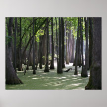 CypressSwampView Plakatdrucke