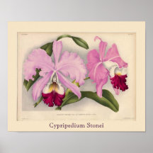 "Cypripedium Stonei", Linden-Orchidee Posterdrucke