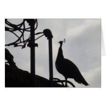 Dachspitze-Pfau Grußkarten