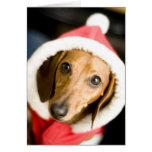 Dackel-Weihnachten Karten