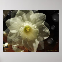 Daffodilly Plakat